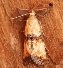 Attēlu rezultāti vaicājumam “Eupoecilia angustana”