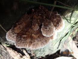 Attēlu rezultāti vaicājumam “Postia floriformis”