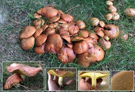 Attēlu rezultāti vaicājumam “Suillus granulatus”