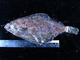 Image result for Microstomus kitt