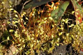 Attēlu rezultāti vaicājumam “Funaria hygrometrica”