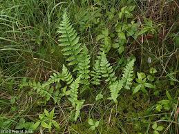 Attēlu rezultāti vaicājumam “Dryopteris cristata”