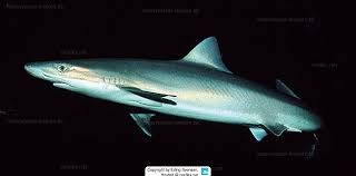 Image result for Galeorhinus galeus