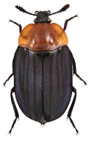 Attēlu rezultāti vaicājumam “Silphidae”
