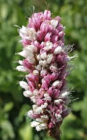 Attēlu rezultāti vaicājumam “Bistorta major”