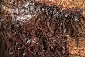 Attēlu rezultāti vaicājumam “Stemonitis splendens”