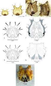 Attēlu rezultāti vaicājumam “Epirranthis diversata imago”