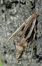 Attēlu rezultāti vaicājumam “Canephora hirsuta larva”