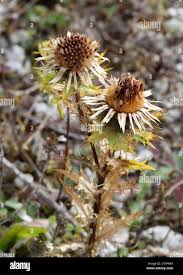 Attēlu rezultāti vaicājumam “Carlina vulgaris flower”