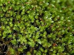 Attēlu rezultāti vaicājumam “Sciuro-hypnum curtum”