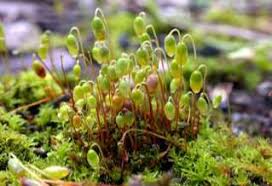 Attēlu rezultāti vaicājumam “Orthotrichum patens sporophyte”