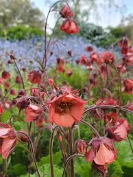 Image result for Geum rivale