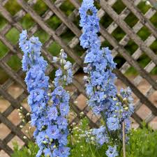 Attēlu rezultāti vaicājumam “Delphinium elatum”