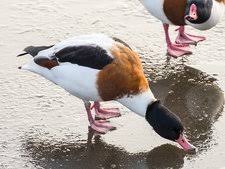 Attēlu rezultāti vaicājumam “Tadorna tadorna”