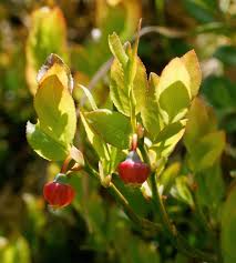 Attēlu rezultāti vaicājumam “Vaccinium myrtillus flower”