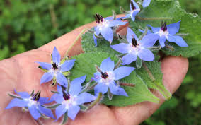 Image result for Borretsch