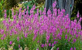 Image result for Blutweiderich