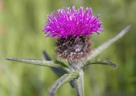 Image result for Centaurea nigra