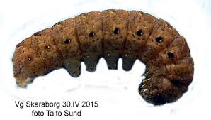 Attēlu rezultāti vaicājumam “Noctua fimbriata larva”