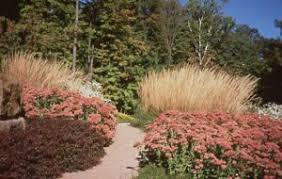 Attēlu rezultāti vaicājumam “Calamagrostis arundinacea”