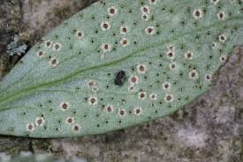 Attēlu rezultāti vaicājumam “Tranzschelia pruni-spinosae”