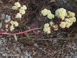 Attēlu rezultāti vaicājumam “Hylotelephium telephium flower”