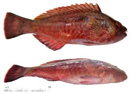 Image result for Sparisoma cretense