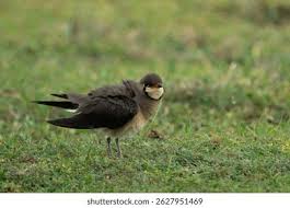 Image result for Glareola maldivarum