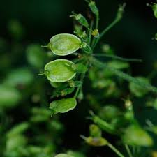 Attēlu rezultāti vaicājumam “Heracleum sphondylium subsp. sibiricum leaf”