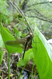 Attēlu rezultāti vaicājumam “Cordulia aenea”