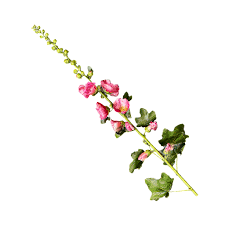 Image result for Stockrose