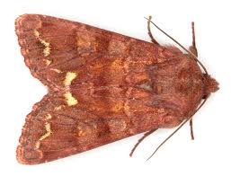 Attēlu rezultāti vaicājumam “Ceramica pisi larva”