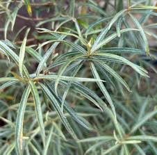 Attēlu rezultāti vaicājumam “Hippophae rhamnoides leaf”