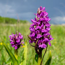 Attēlu rezultāti vaicājumam “Dactylorhiza cruenta flower”