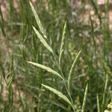 Attēlu rezultāti vaicājumam “Brachypodium sylvaticum fruit”