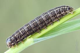 Attēlu rezultāti vaicājumam “Tholera cespitis”