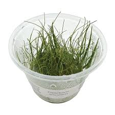 Attēlu rezultāti vaicājumam “Eleocharis acicularis”