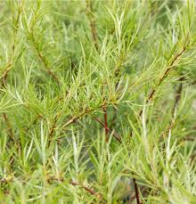 Attēlu rezultāti vaicājumam “Salix rosmarinifolia”