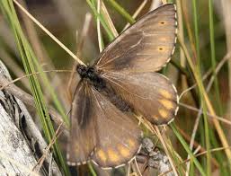 Attēlu rezultāti vaicājumam “Oeneis jutta”