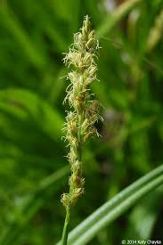 Attēlu rezultāti vaicājumam “Carex spicata”