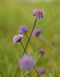 Image result for Succisa pratensis