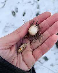 Attēlu rezultāti vaicājumam “Lygus pratensis nymph”