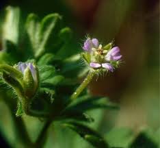 Attēlu rezultāti vaicājumam “Geranium pusillum leaf”