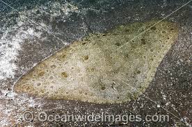 Image result for Gymnura altavela