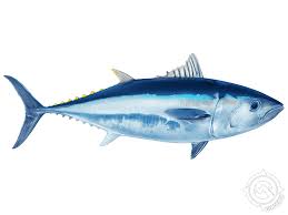 Image result for giant tuna