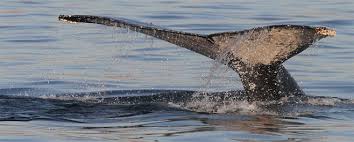 Image result for Megaptera novaeangliae