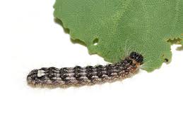 Attēlu rezultāti vaicājumam “Acronicta megacephala larva”