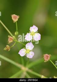 Attēlu rezultāti vaicājumam “Alisma gramineum flower”