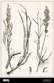 Attēlu rezultāti vaicājumam “Poa compressa”