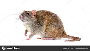 Attēlu rezultāti vaicājumam “Rattus norvegicus”